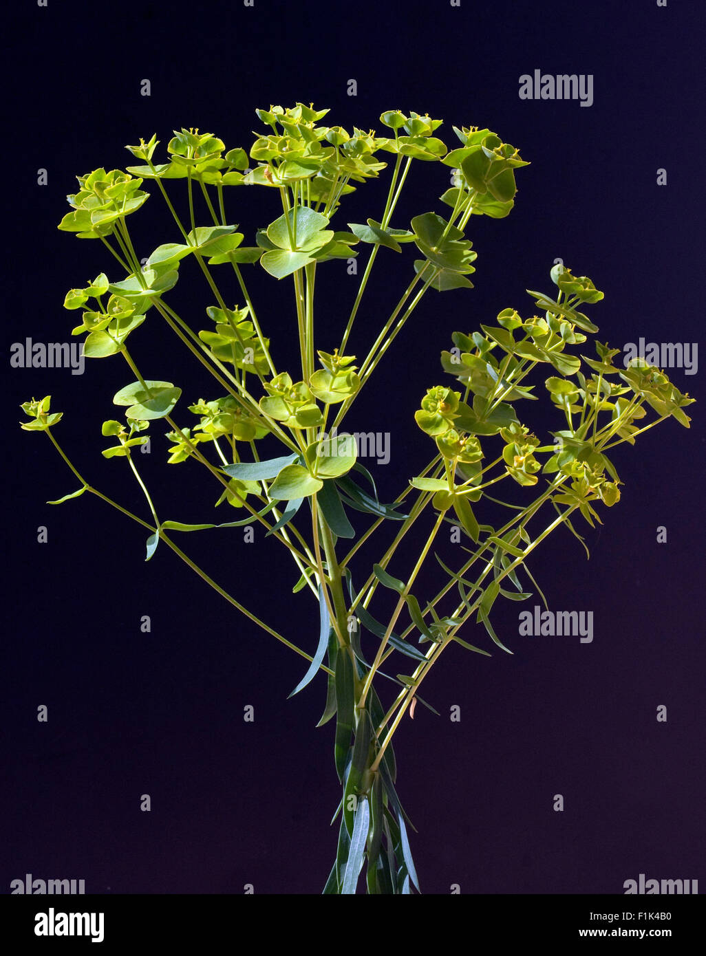 Steppenwolfsmilch, Euphorbia, seguieriana, Foto Stock
