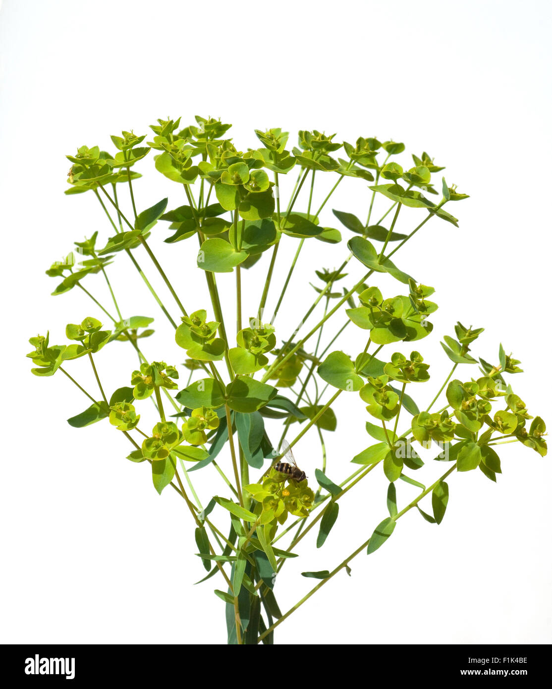 Steppenwolfsmilch, Euphorbia, seguieriana, Foto Stock