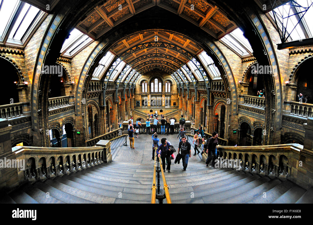 Londra, Inghilterra, Regno Unito. Museo di Storia Naturale, Kensington. Interni - sala centrale Foto Stock