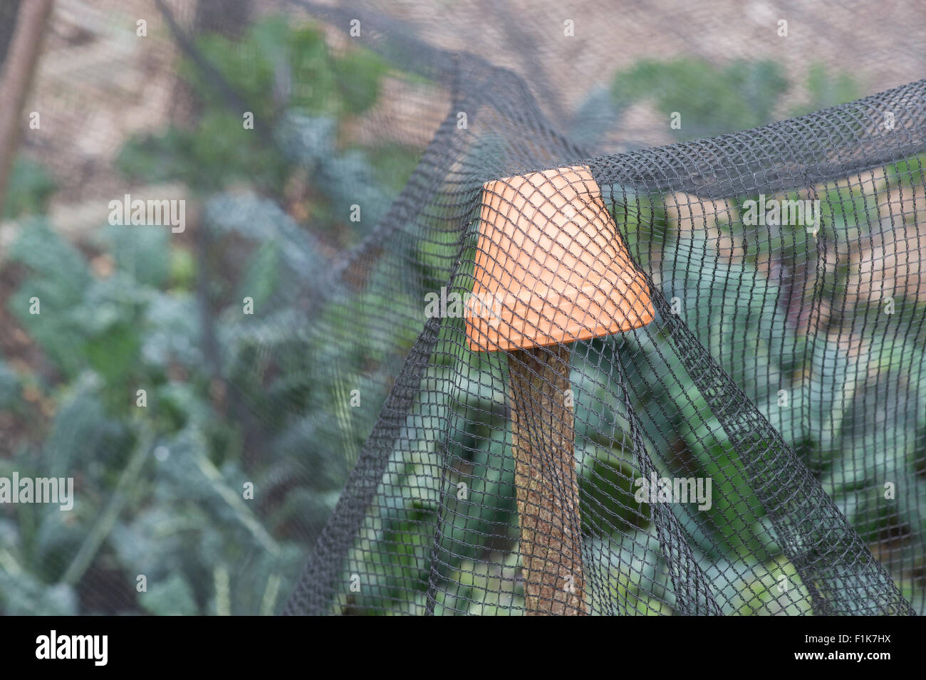 Vaso in terracotta su bastoni di nocciolo tenendo su una rete di protezione in un orto Foto Stock