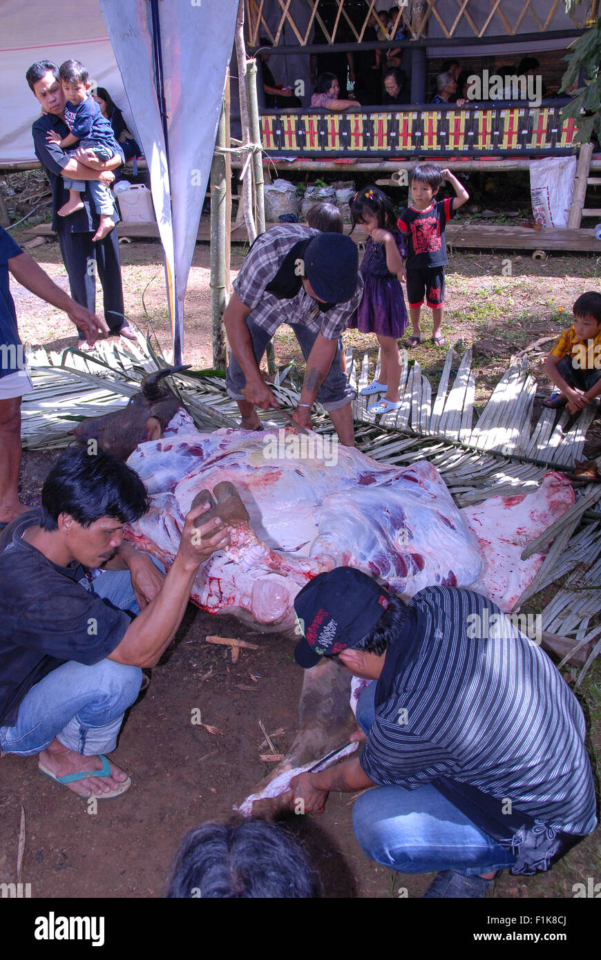 Slauhtering di un bufalo in corrispondenza di una sepoltura in tanah toraja a Londa sulawesi indonesia Foto Stock