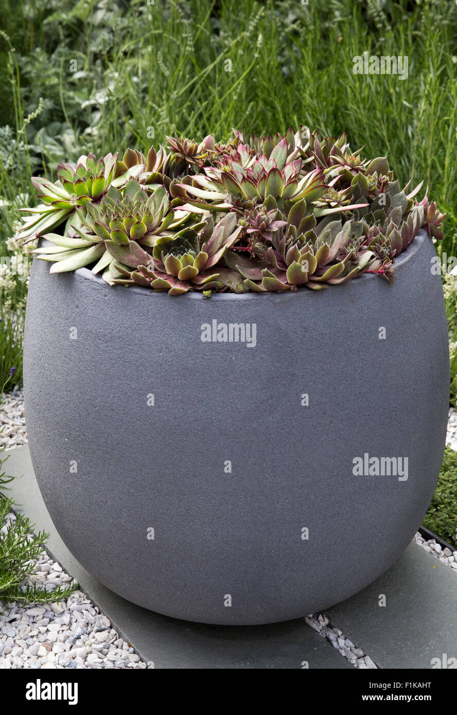 Piccolo giardino con giardinaggio di piante grasse Sempervivum che crescono in un contenitore di cemento all'aperto UK England GB Foto Stock