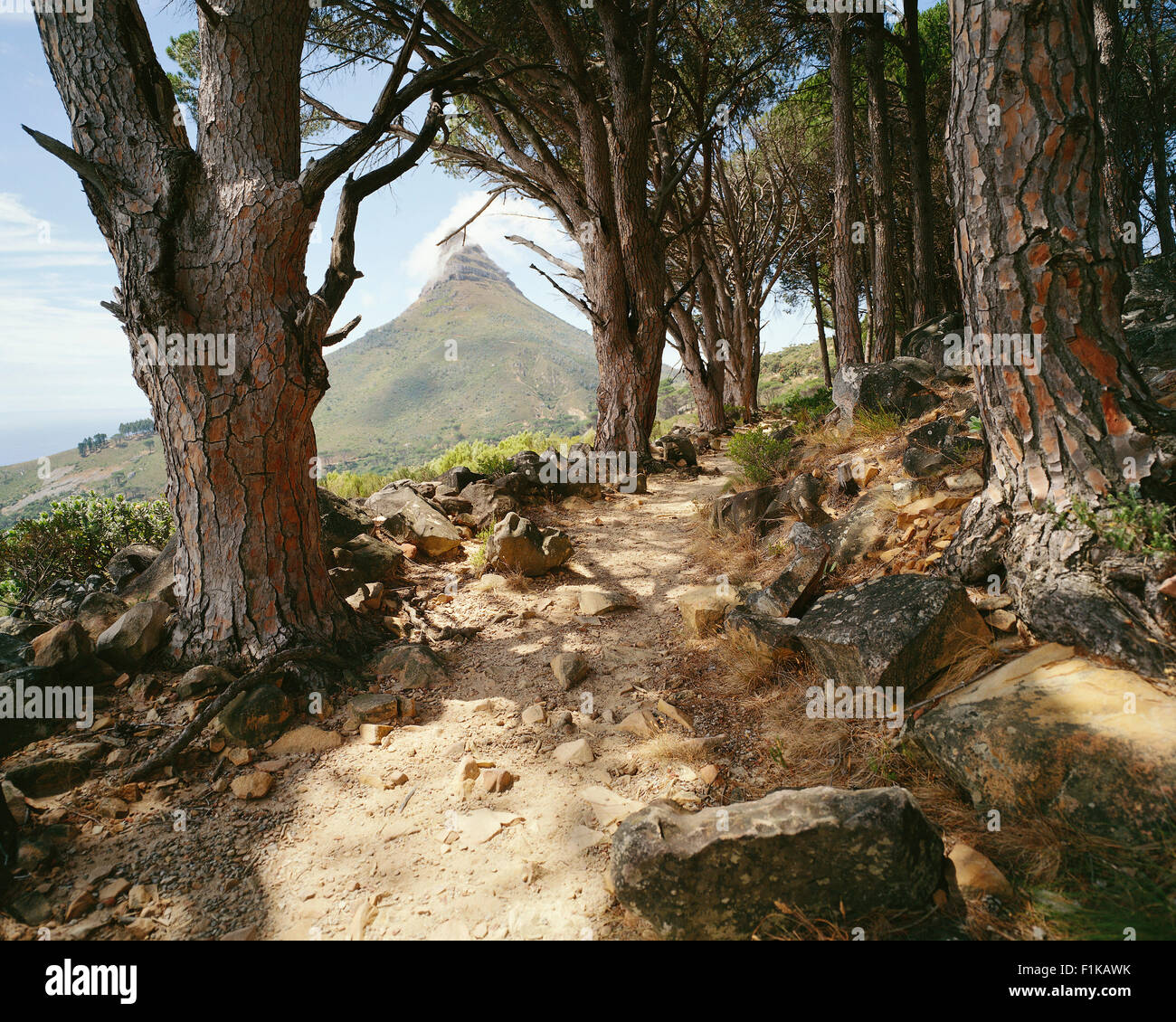Percorso nella Foresta, vertice della testa di leone in background, Cape Town, Western Cape, Sud Africa Foto Stock