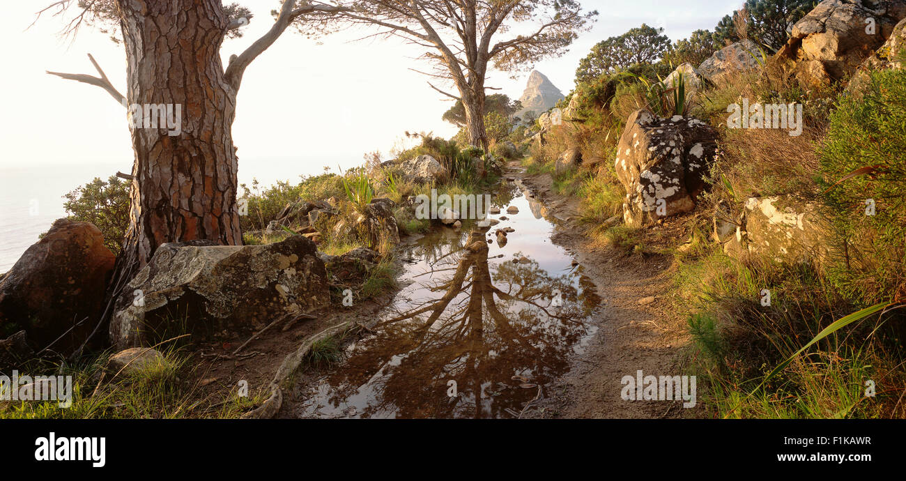 Percorso nella Foresta, vertice della testa di leone in background, Cape Town, Western Cape, Sud Africa Foto Stock