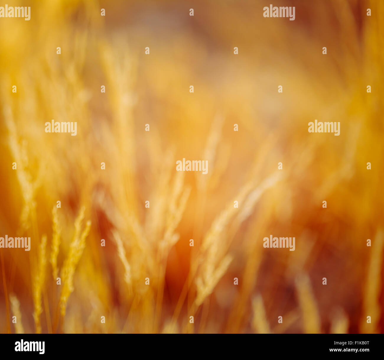 Abstract sfocato sfondo bokeh di fondo con autunno erba secca. Boke erba con la luce del sole dai toni di colori immagine Foto Stock