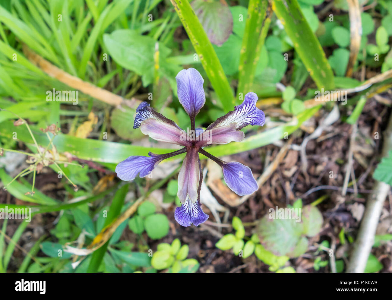 Puzzolente (Iris Iris foetidissima) cresce in una riserva naturale in Herefordshire UK campagna. Foto Stock