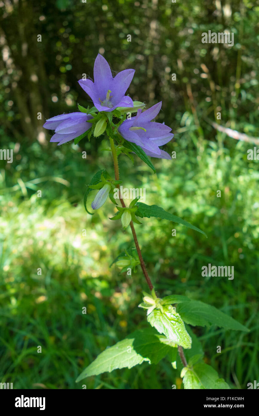 Ortica-lasciarono la Campanula (Campanula trachelium) cresce in una riserva naturale in Herefordshire UK campagna Foto Stock