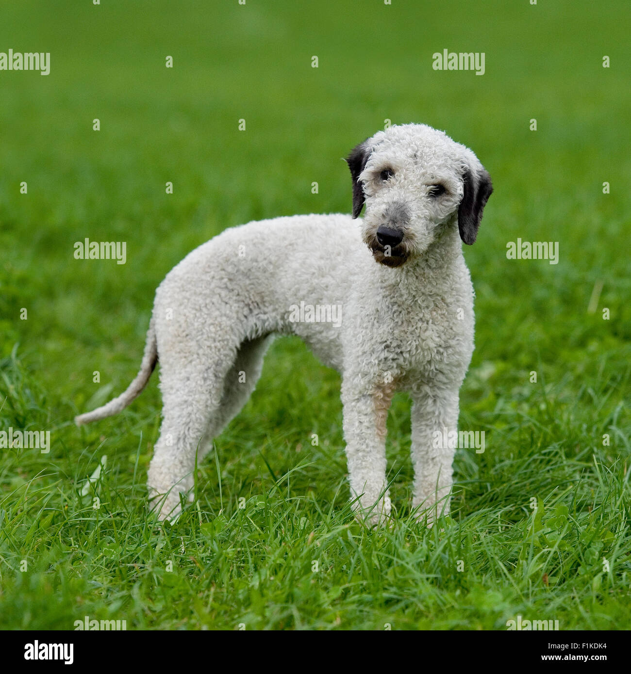 Bedlington terrier Foto Stock