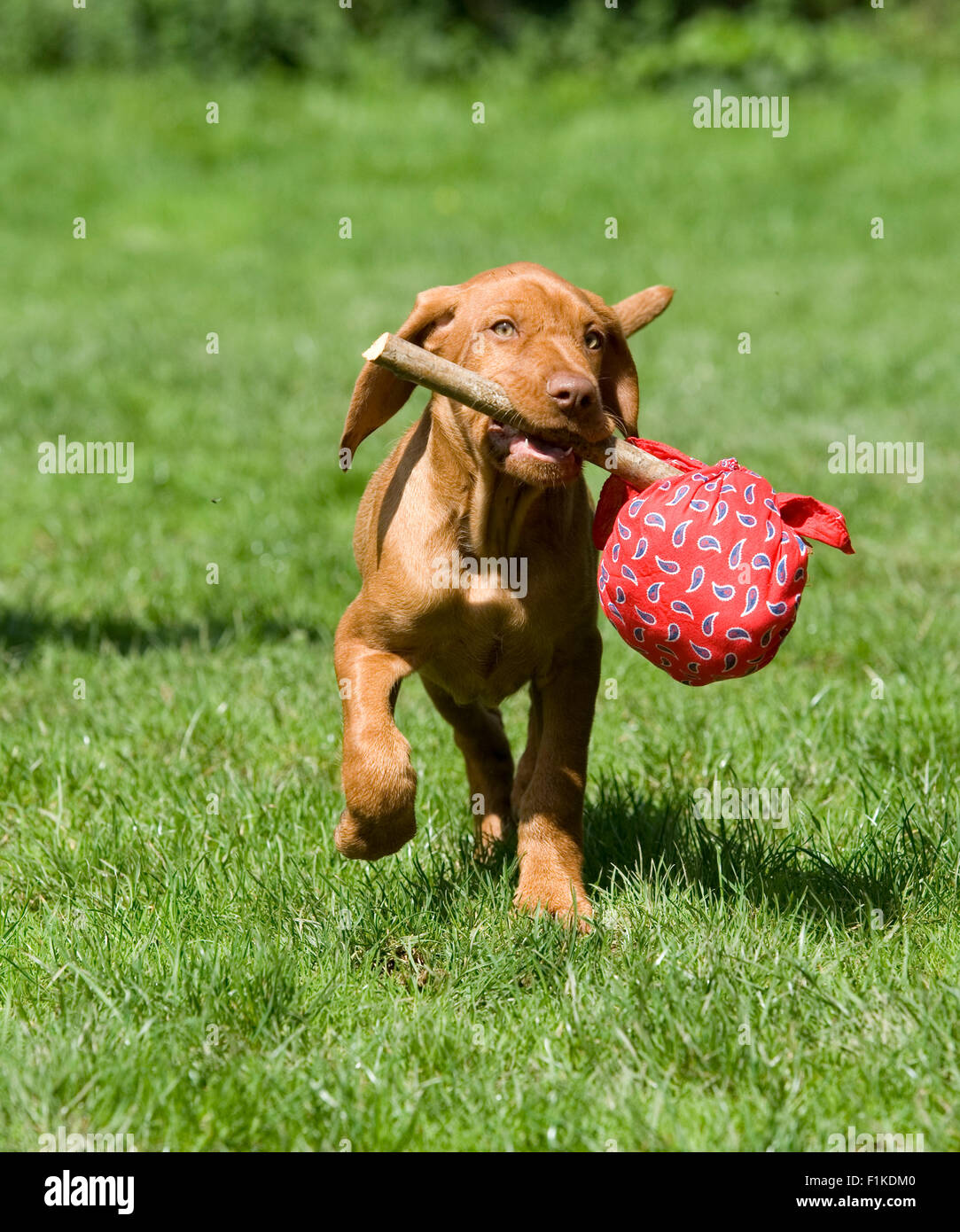 Cucciolo di uscire di casa Foto Stock