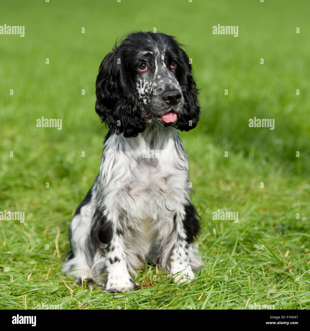 English cocker spaniel Foto Stock