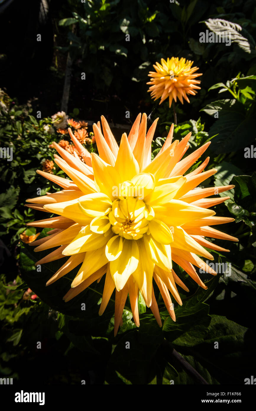 Cactus Dahlia Foto Stock