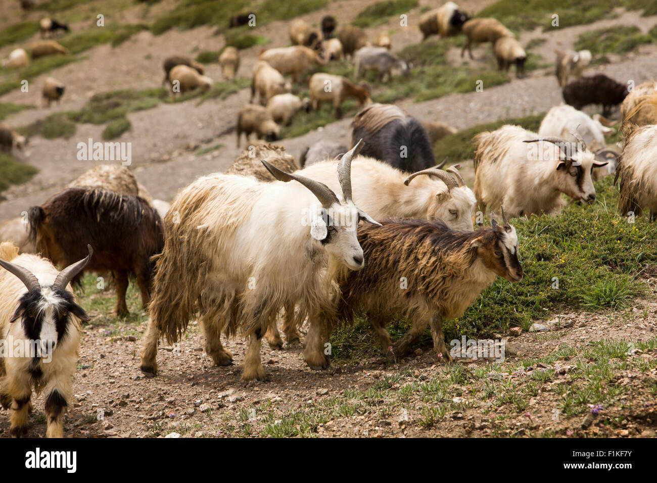 India, Jammu e Kashmir, Fotu La Pass, allevamento di capre pashmina di pascolare su sparse ad elevata altitudine pascoli estivi Foto Stock
