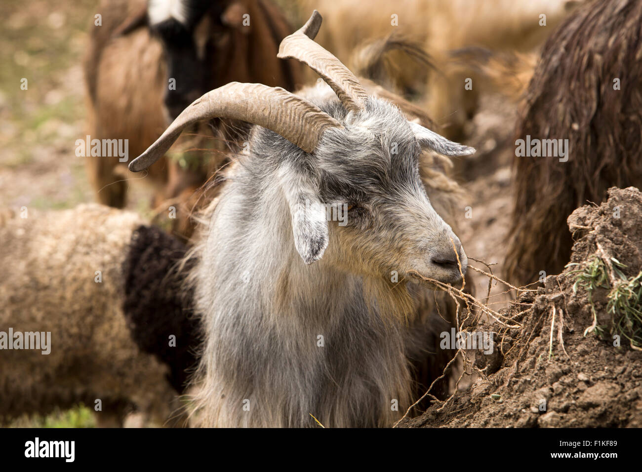 India, Jammu e Kashmir, Fotu La Pass, allevamento di capre pashmina di pascolare su sparse ad elevata altitudine pascoli estivi Foto Stock
