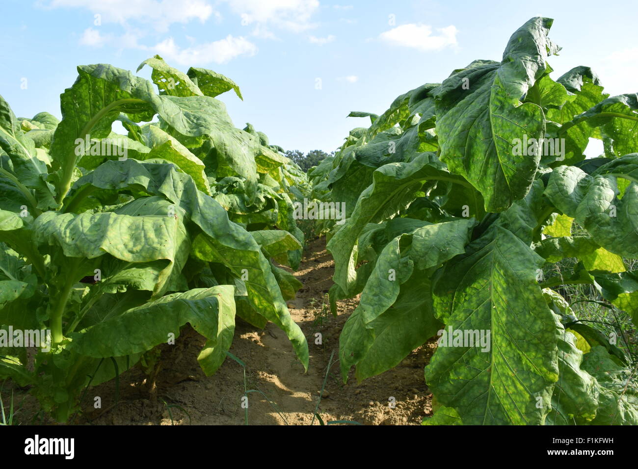 Piante di tabacco Foto Stock