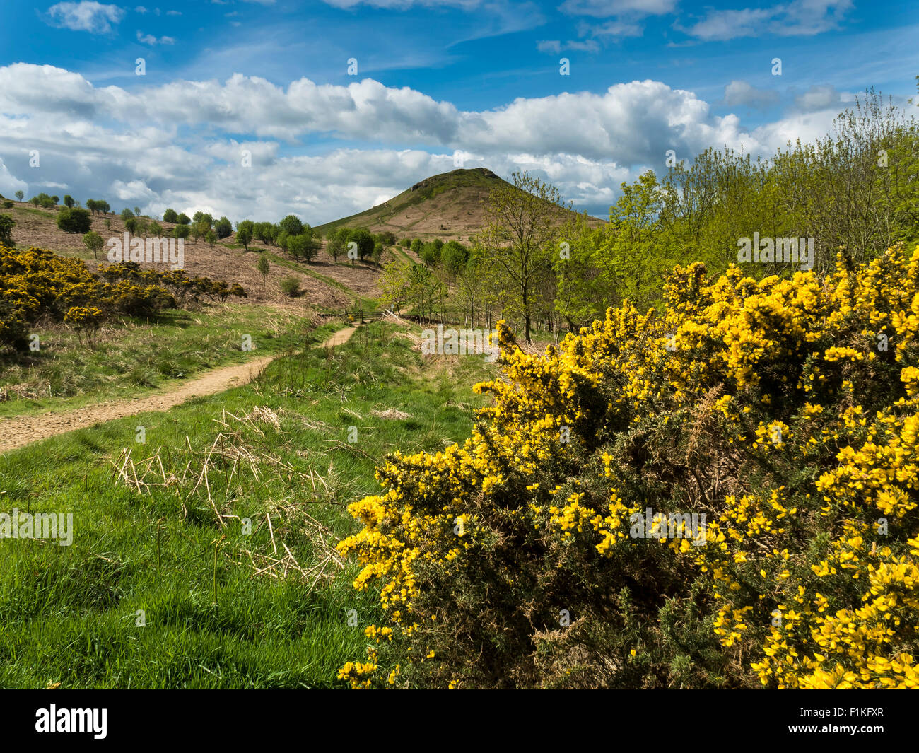 Roseberry Topping North Yorkshire Moors con Giallo ginestre in fiore Foto Stock