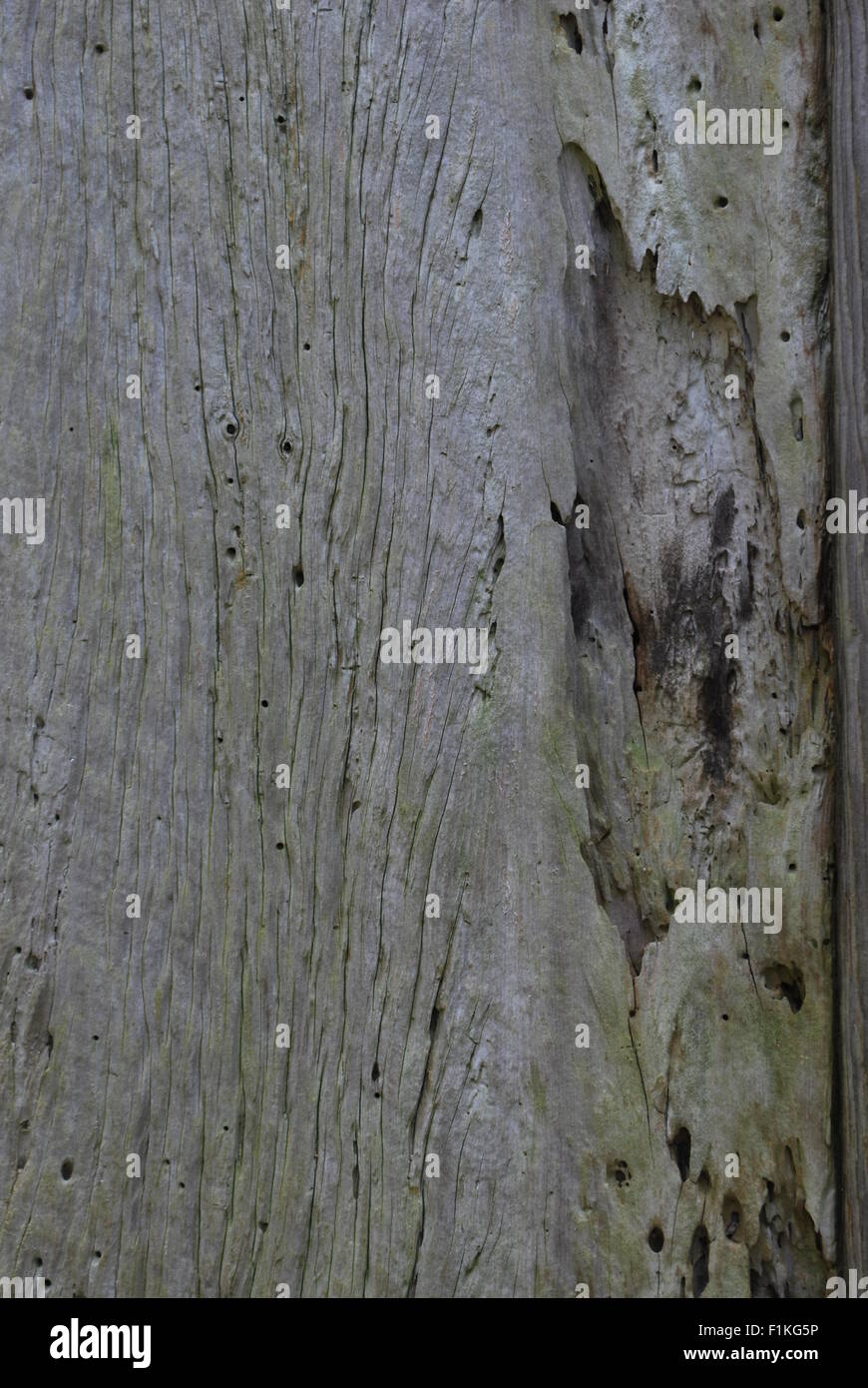 Una chiusura di un fienile in legno dal 1900s. Foto Stock