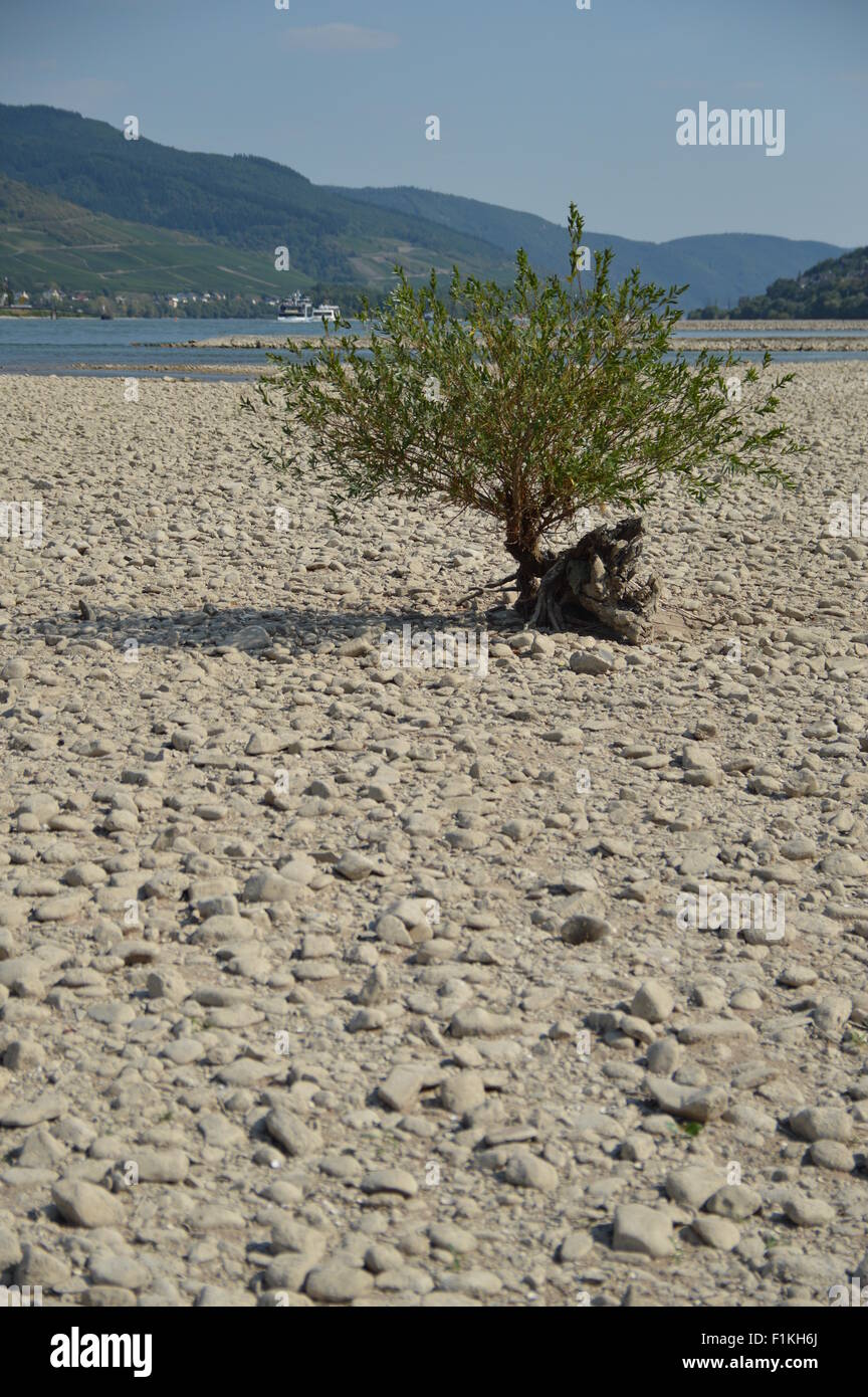 Il fiume Reno essiccato fino vicino a Lorch Foto Stock