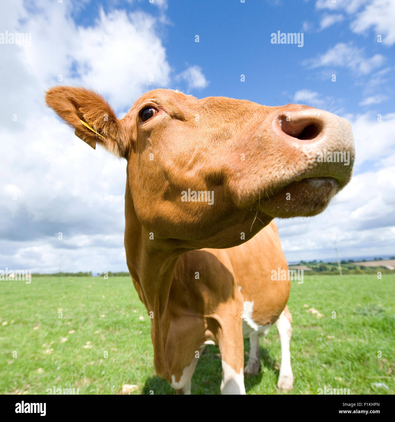 mucca di Guernsey Foto Stock