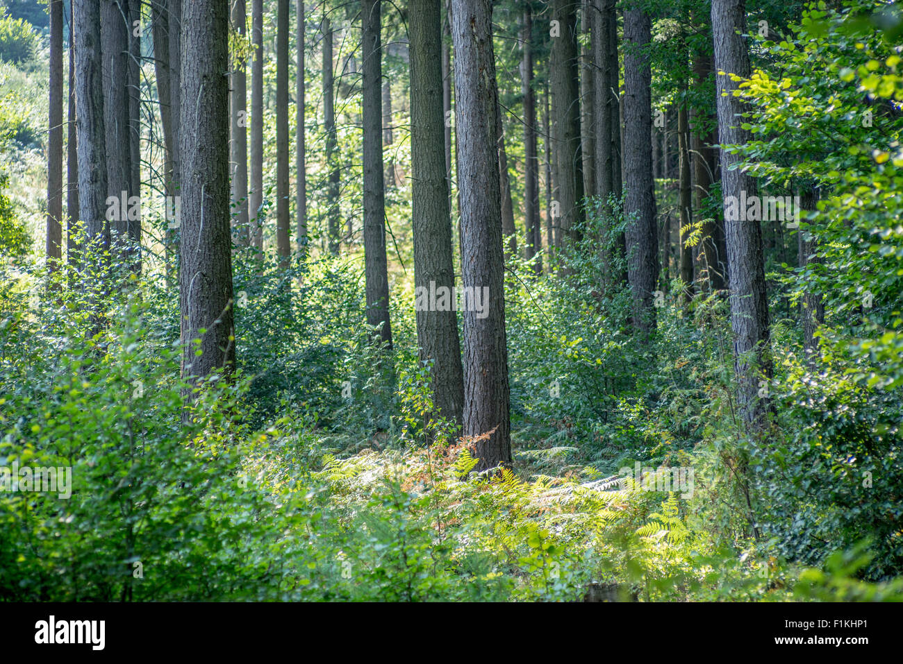 Wild Misto bosco di abete rosso nel primo mattino estate al sole della candela di Bassa Slesia Polonia Foto Stock