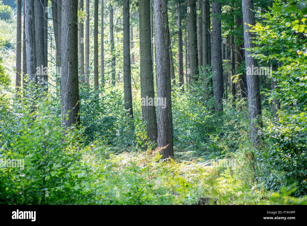 Wild Misto bosco di abete rosso nel primo mattino estate al sole della candela di Bassa Slesia Polonia Foto Stock