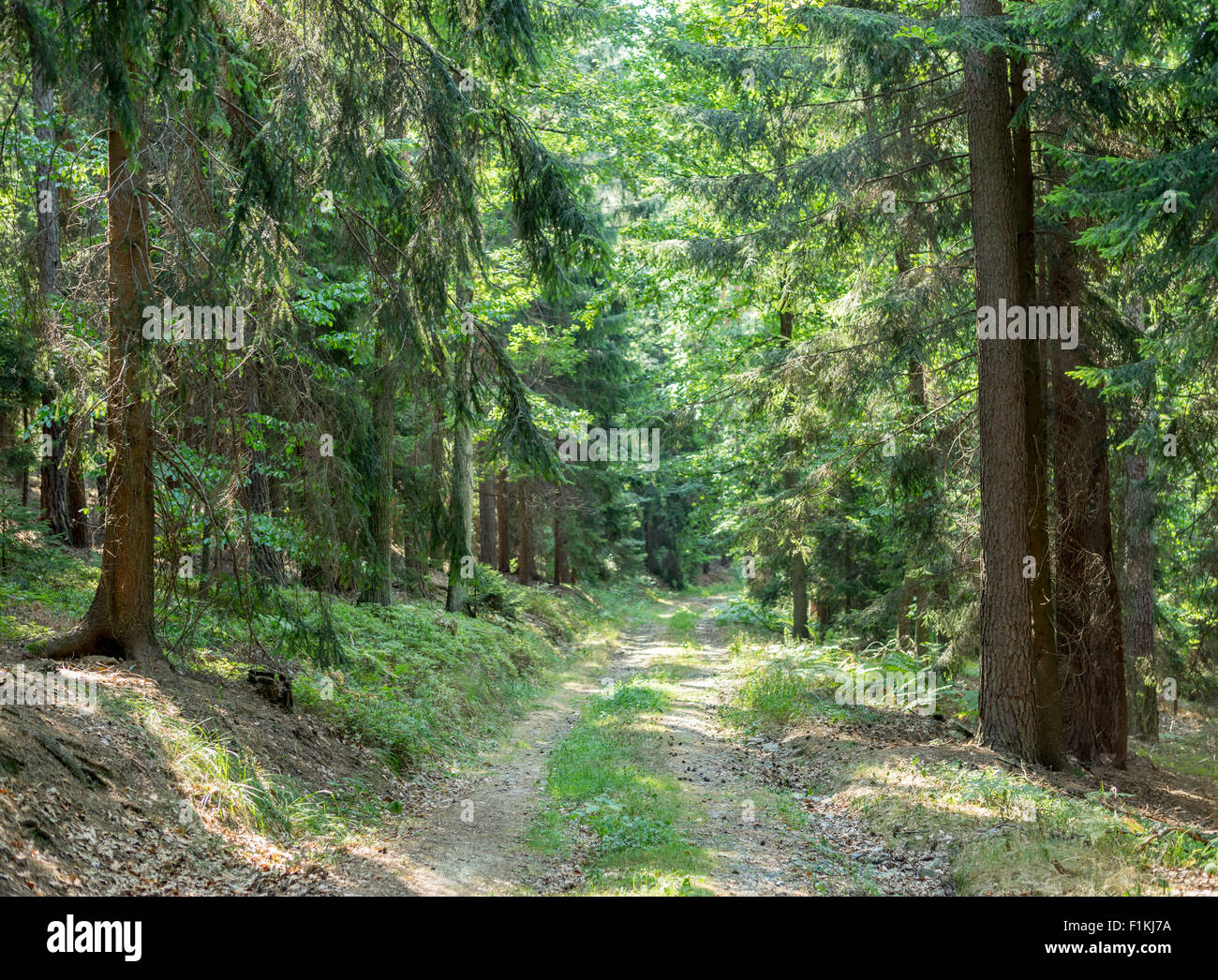 Wild Misto bosco di abete rosso nel primo mattino estate al sole della candela di Bassa Slesia Polonia Foto Stock