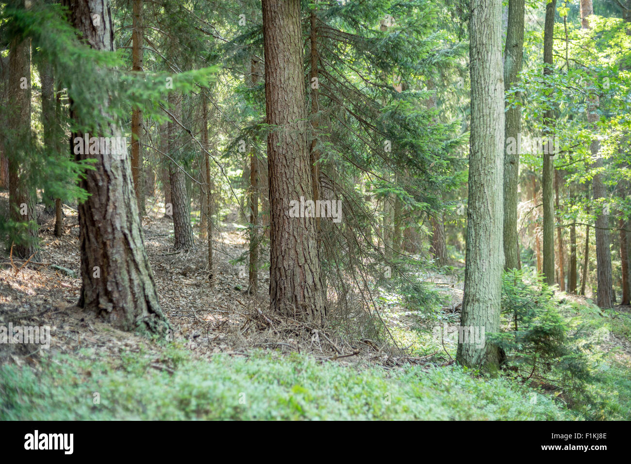 Wild Misto bosco di abete rosso nel primo mattino estate al sole della candela di Bassa Slesia Polonia Foto Stock