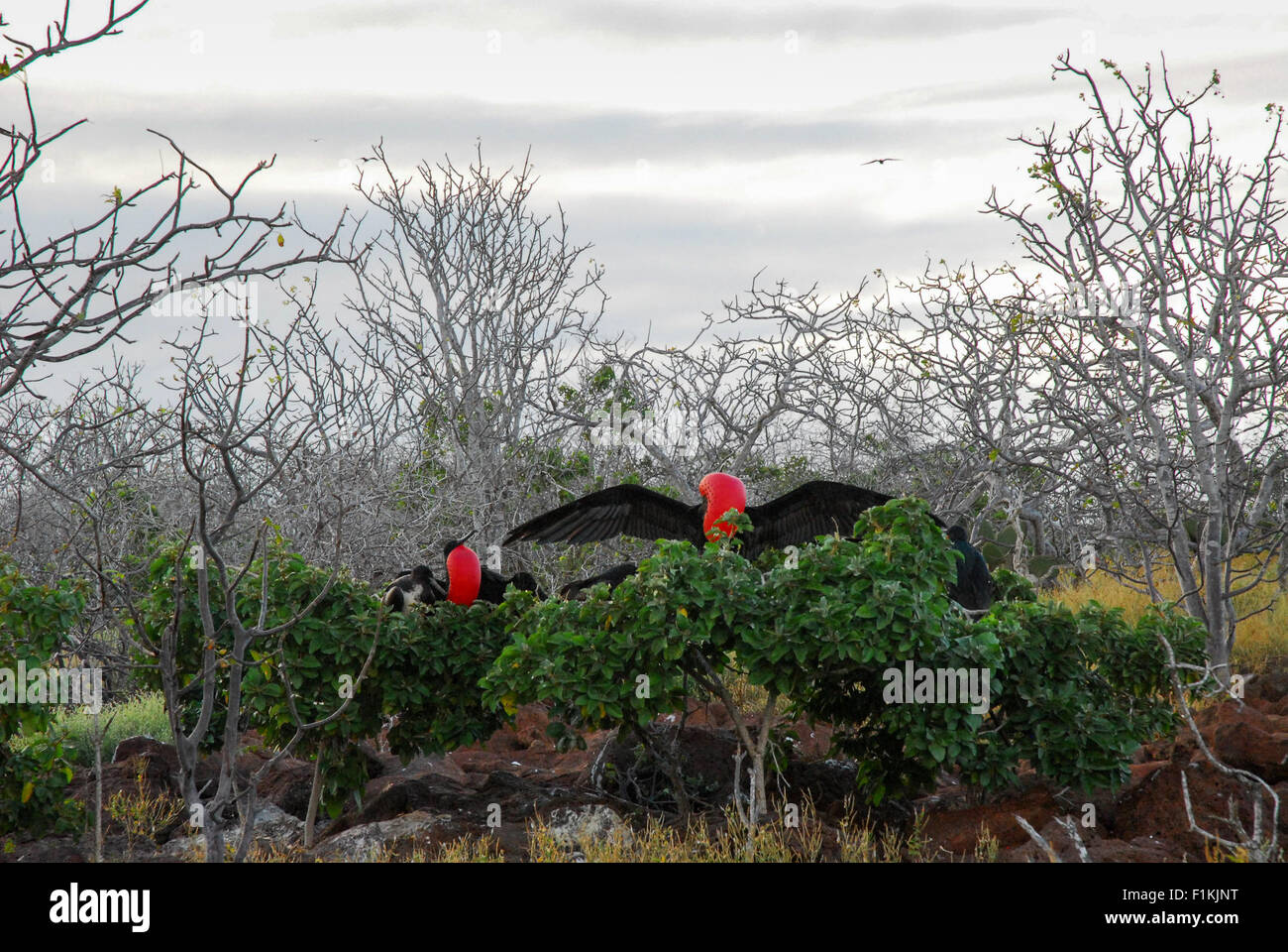 Fregata maschio di accoppiamento uccelli Display con tasche rosso gonfiato Sky puntando ad attrarre femmine - Isole Galapagos, Ecuador Foto Stock