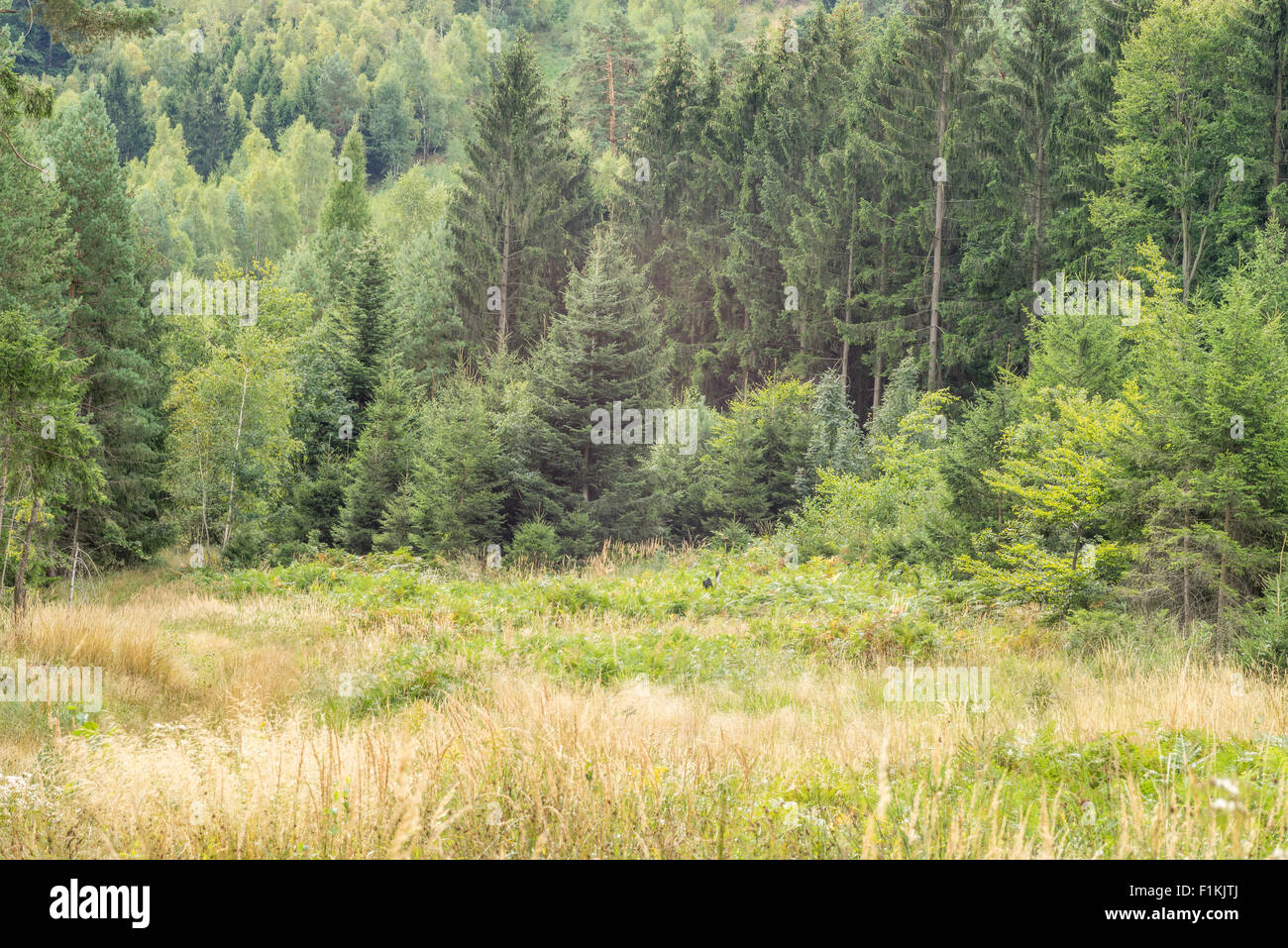 Wild Misto bosco di abete rosso nei pressi del Monte Radunia Bassa Slesia Polonia Foto Stock