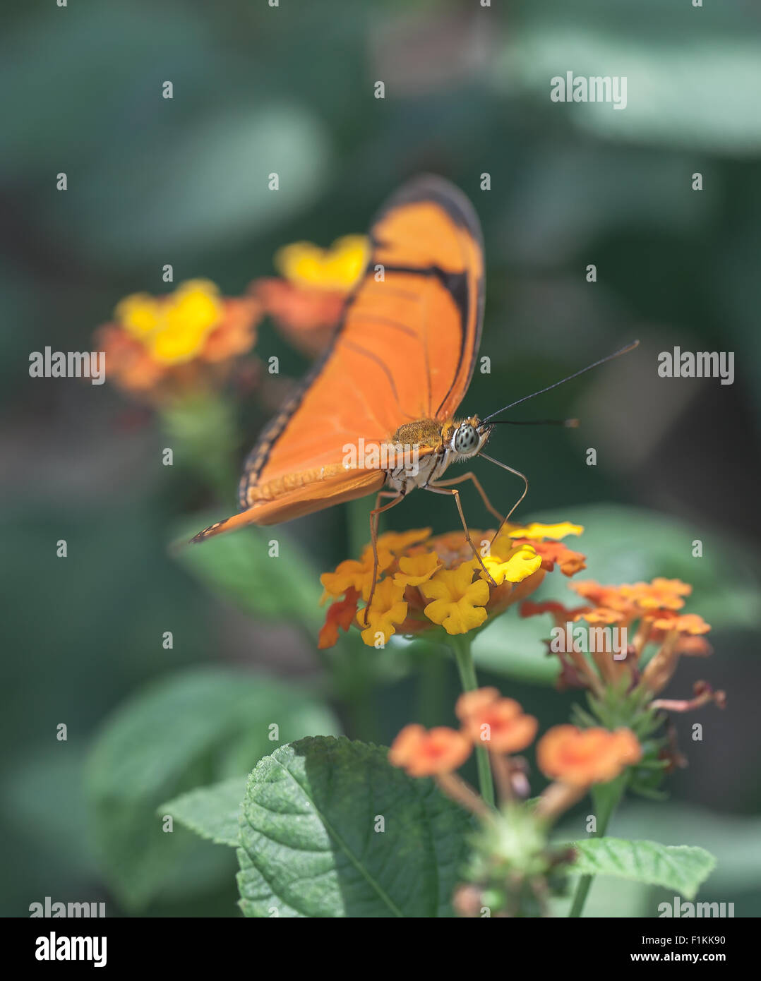 Farfalla arancione. Julia Heliconia. Colori ripetuta in background Foto Stock