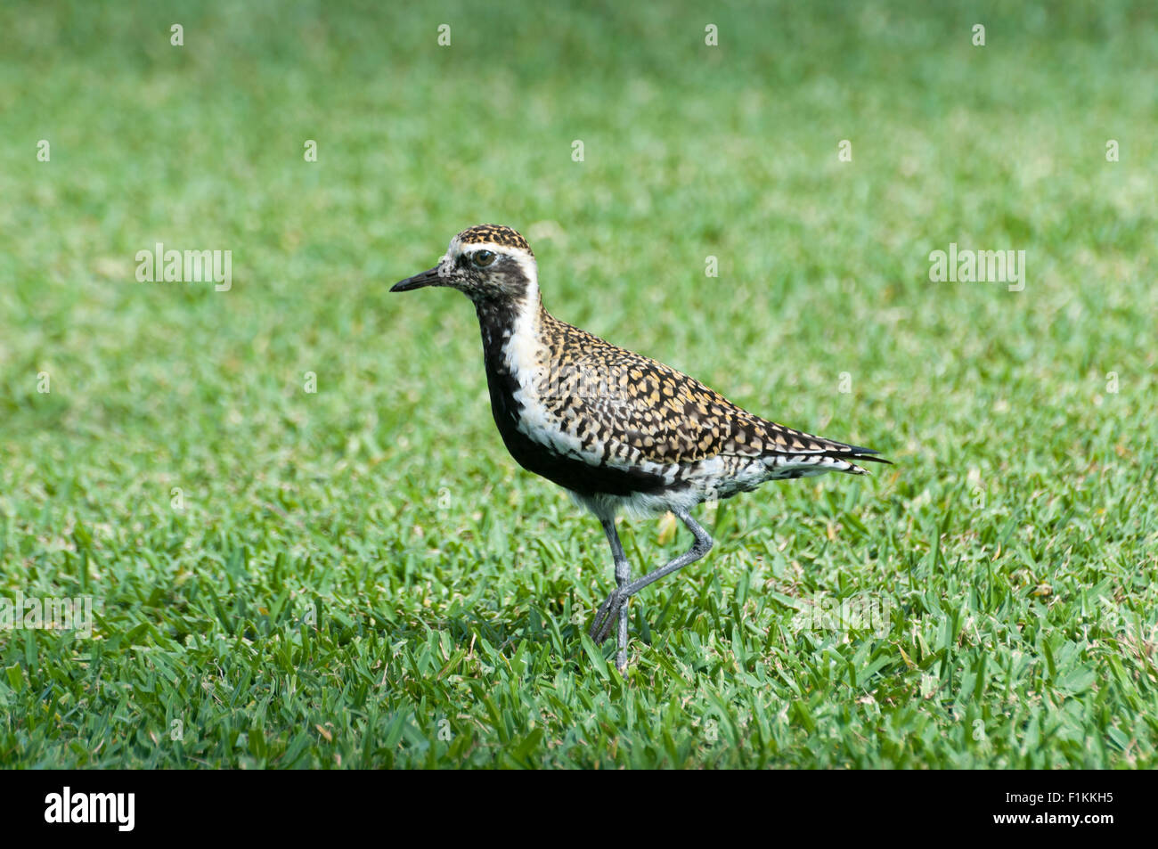 American Golden Plover (Pluvialis dominica) Ka'anapali parte Occidentale di Maui, Hawaii. Foto Stock