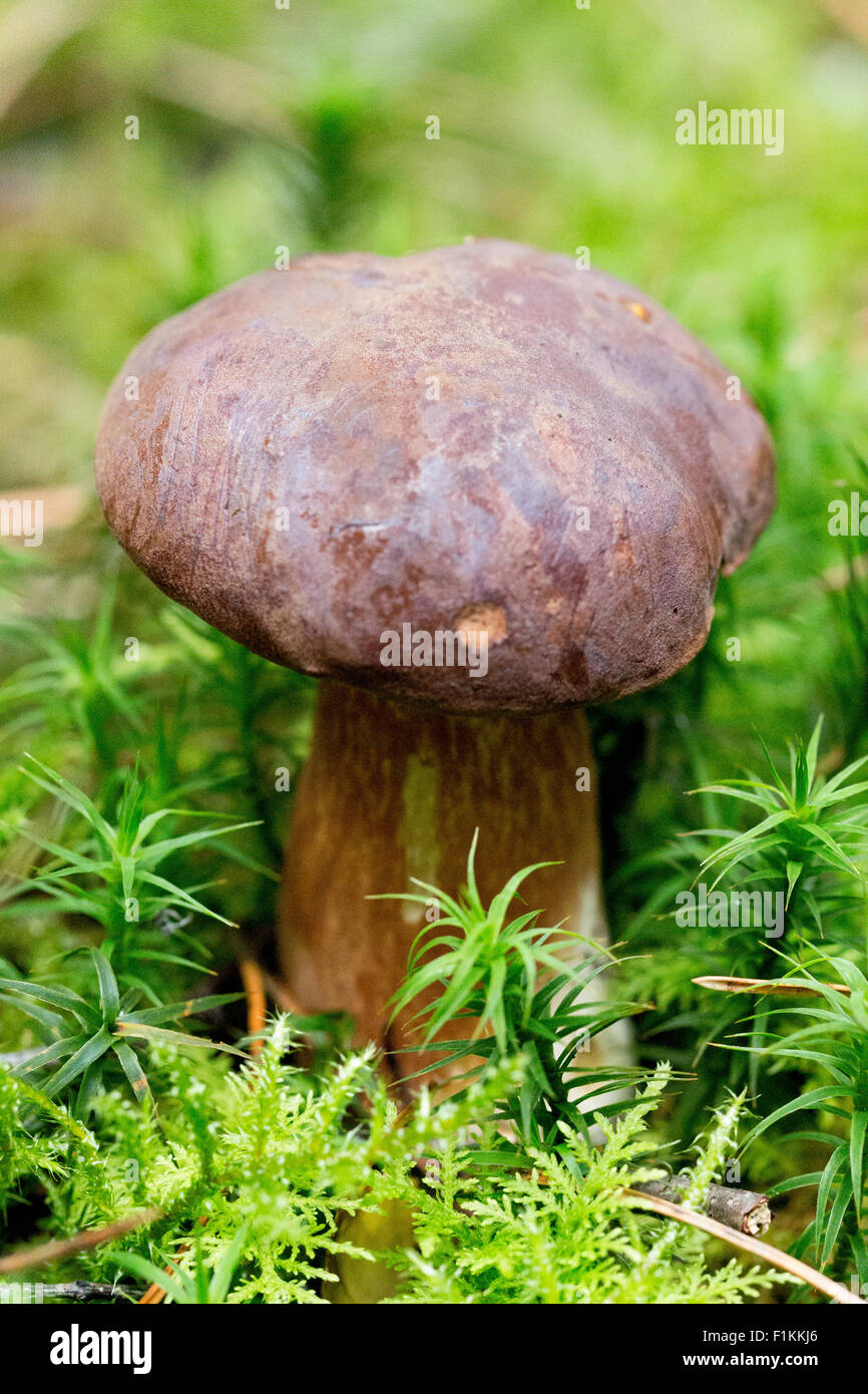 Selvatico di bosco commestibili bay bolete fungo Foto Stock