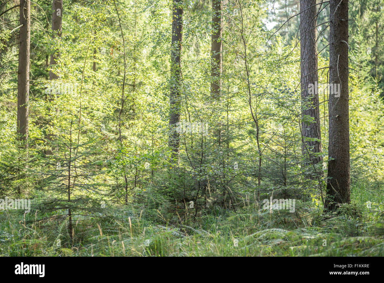 Wild Misto bosco di abete rosso nel primo mattino estate al sole della candela di Bassa Slesia Polonia Foto Stock