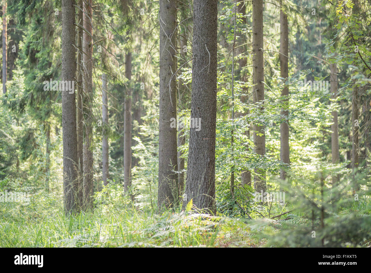 Wild Misto bosco di abete rosso nel primo mattino estate al sole della candela di Bassa Slesia Polonia Foto Stock