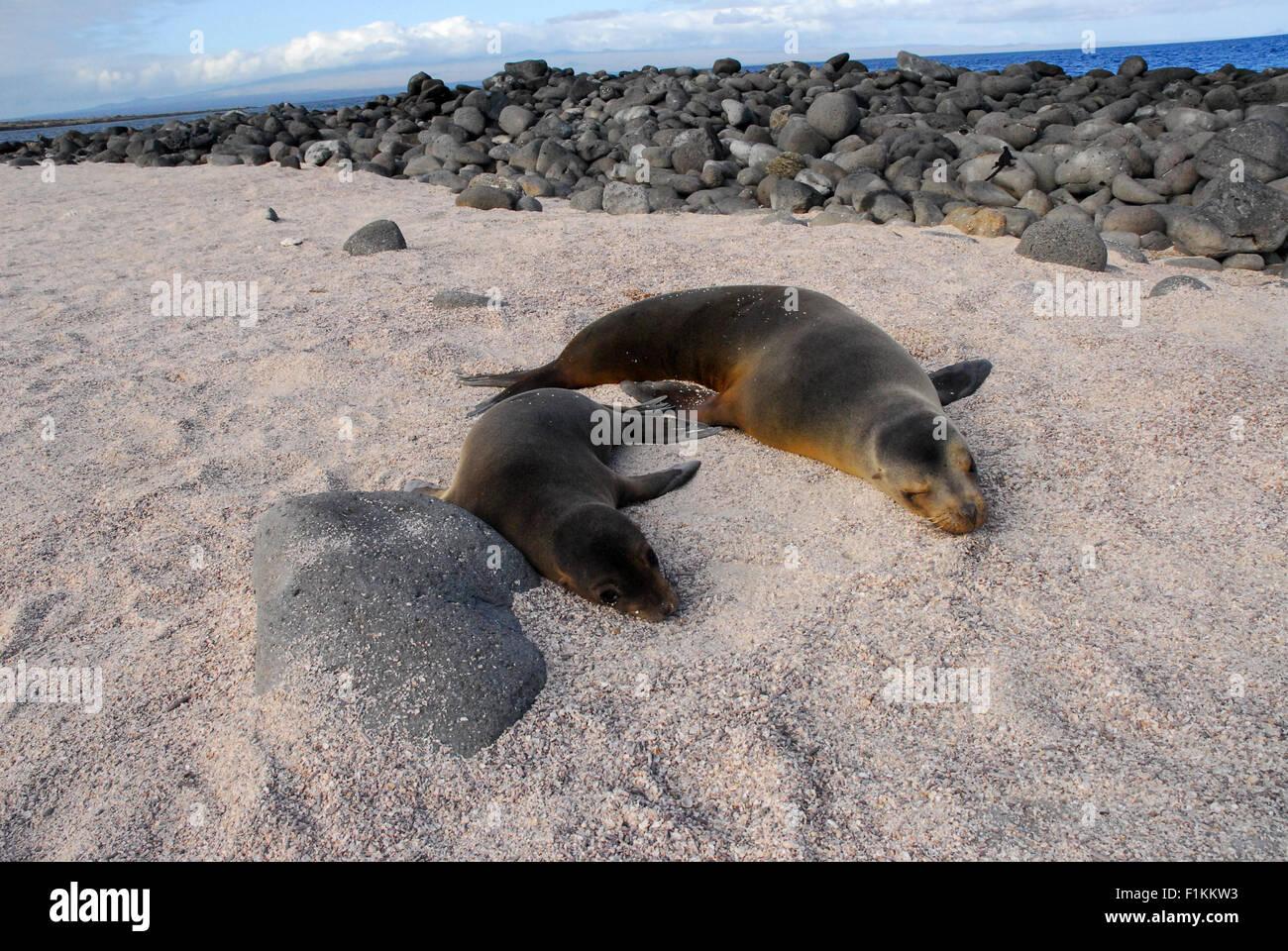 Le Galapagos i leoni di mare - Isole Galapagos, Ecuador, Sud America Foto Stock