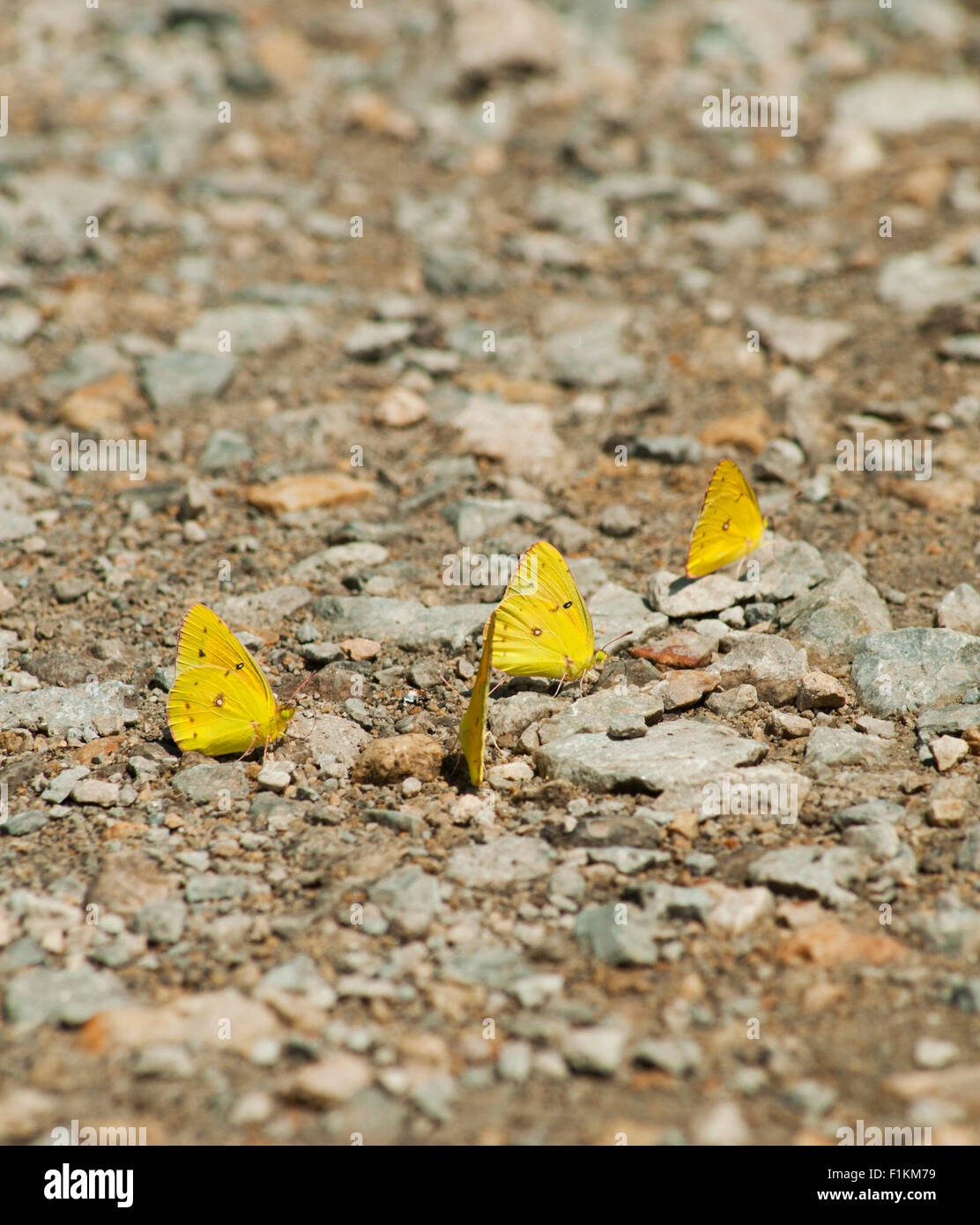 Fango-copertura (copertura) 'piccolo giallo zolfo " farfalle alla ricerca di acqua sulla strada umido durante un periodo di siccità in Indiana. Foto Stock