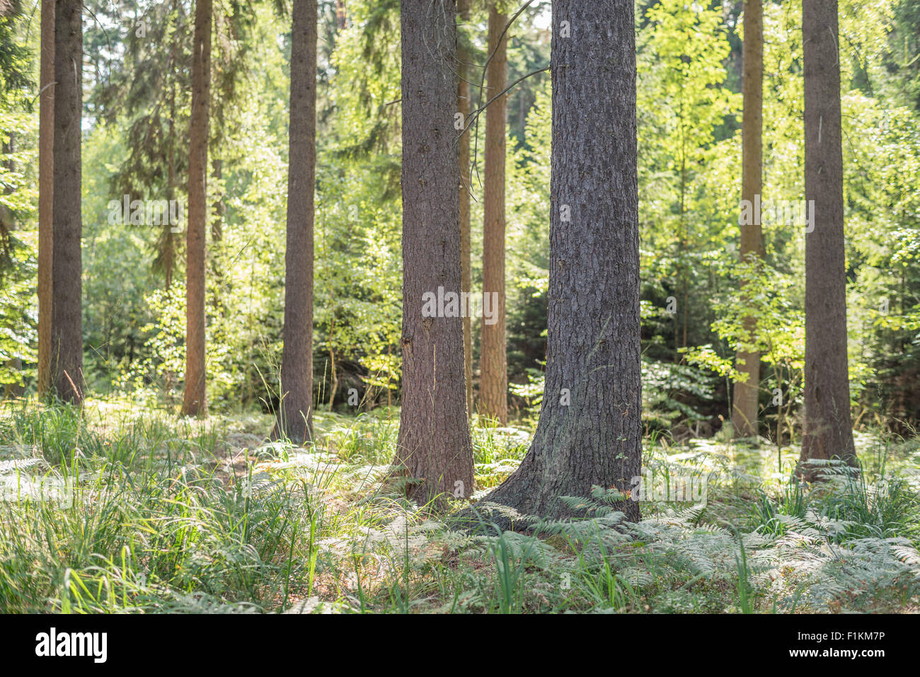 Wild Misto bosco di abete rosso nel primo mattino estate al sole della candela di Bassa Slesia Polonia Foto Stock