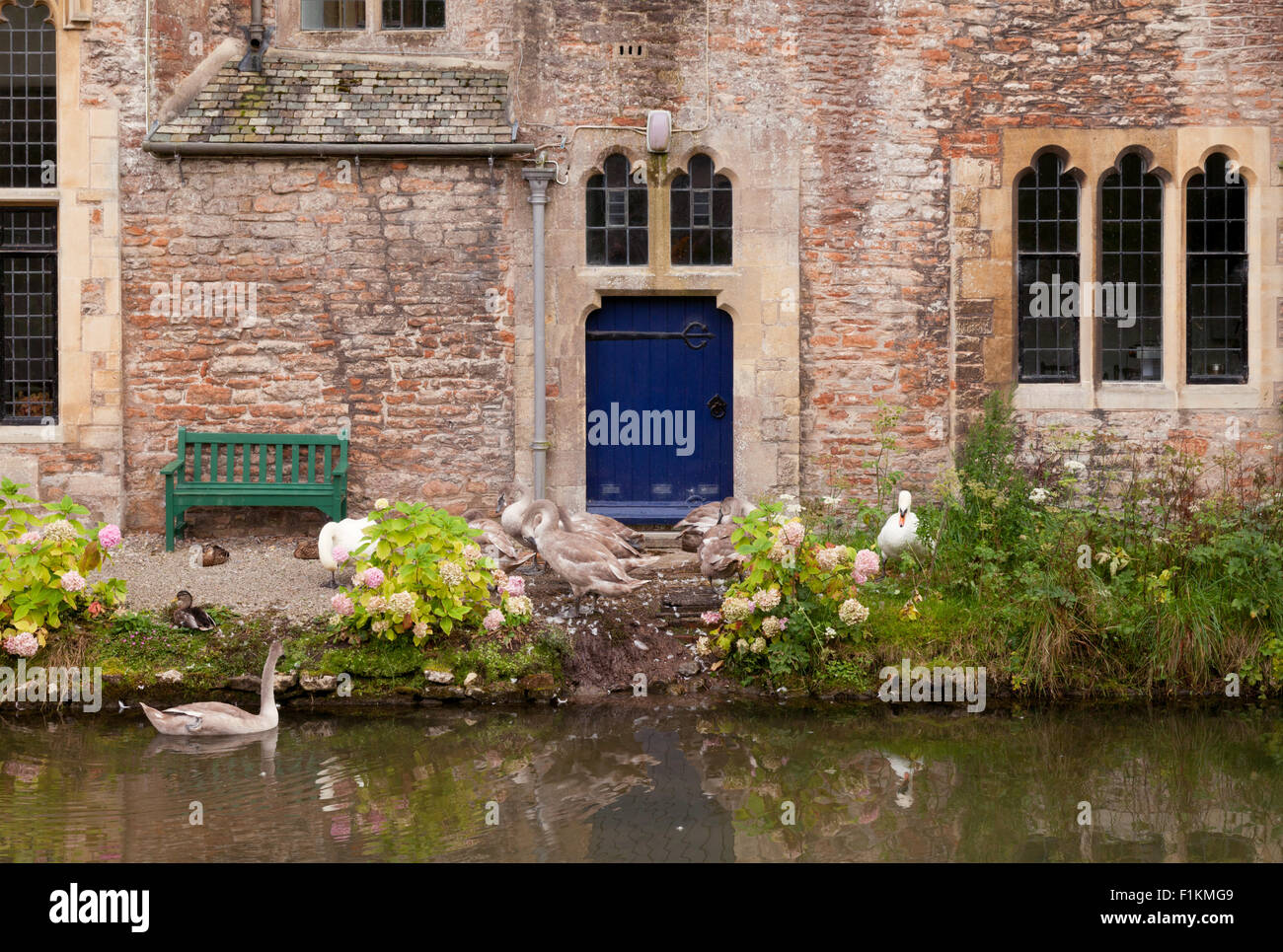 Cigni nel fossato, il Palazzo dei Vescovi, pozzi, Somerset England Regno Unito Foto Stock