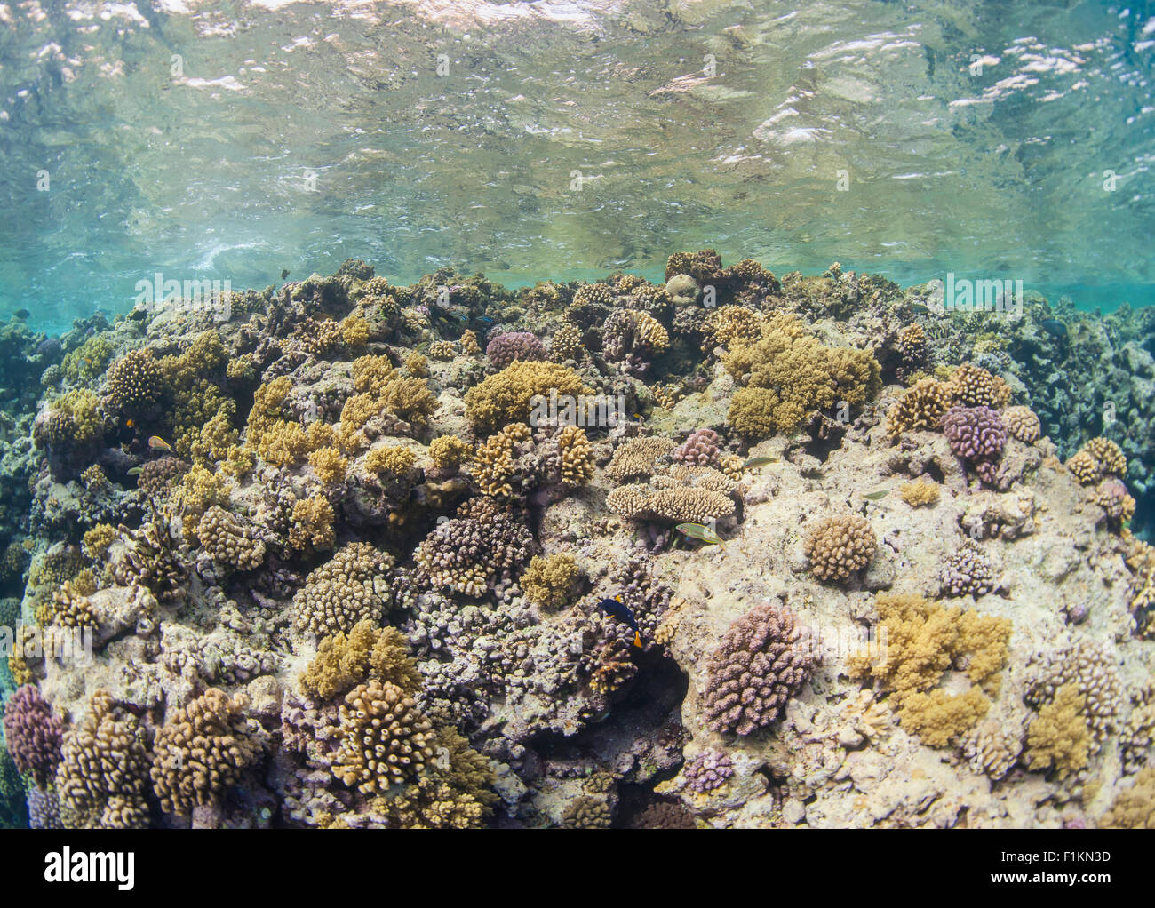 Vista su un sottomarino di tropical Coral reef scena al di sotto della superficie dell'acqua Foto Stock