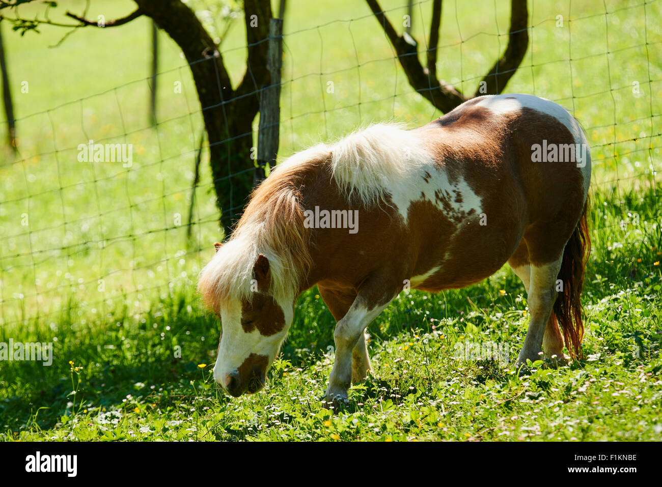 Pony al pascolo Foto Stock