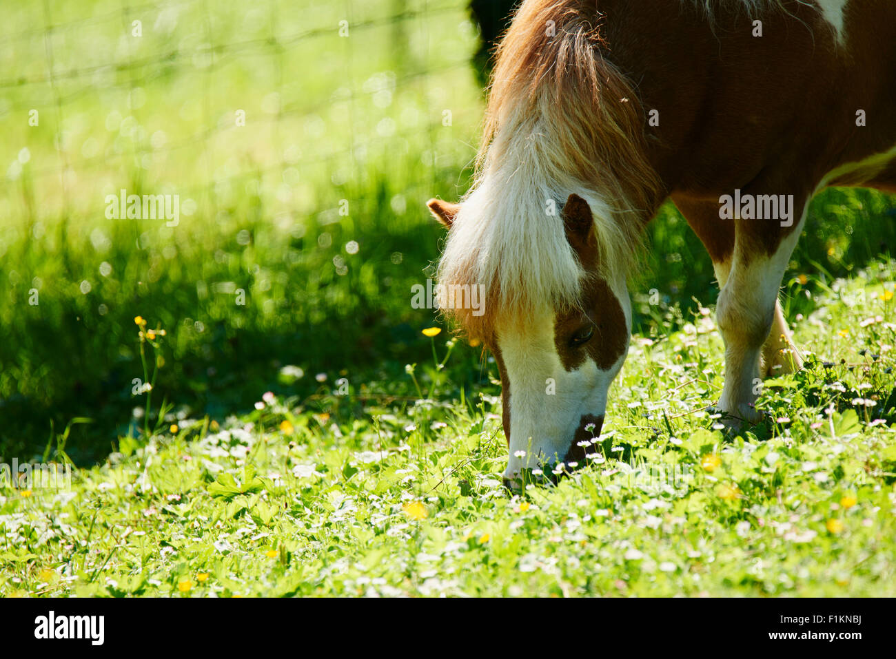 Pony pascolare nel campo Foto Stock