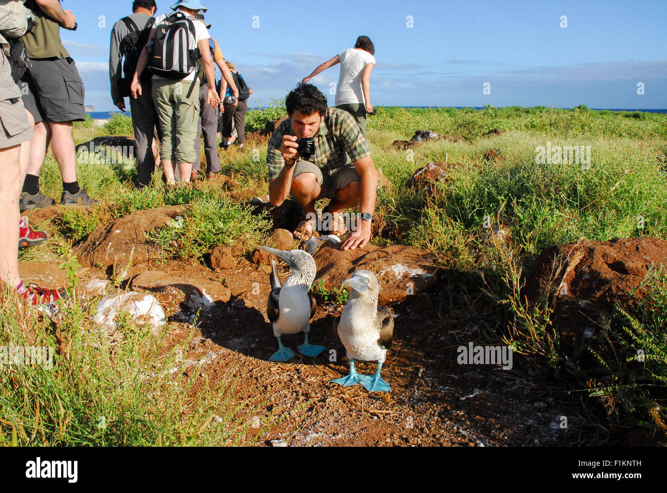 Blue footed Boobies con turisti, Isole Galapagos, Ecuador, Sud America Foto Stock