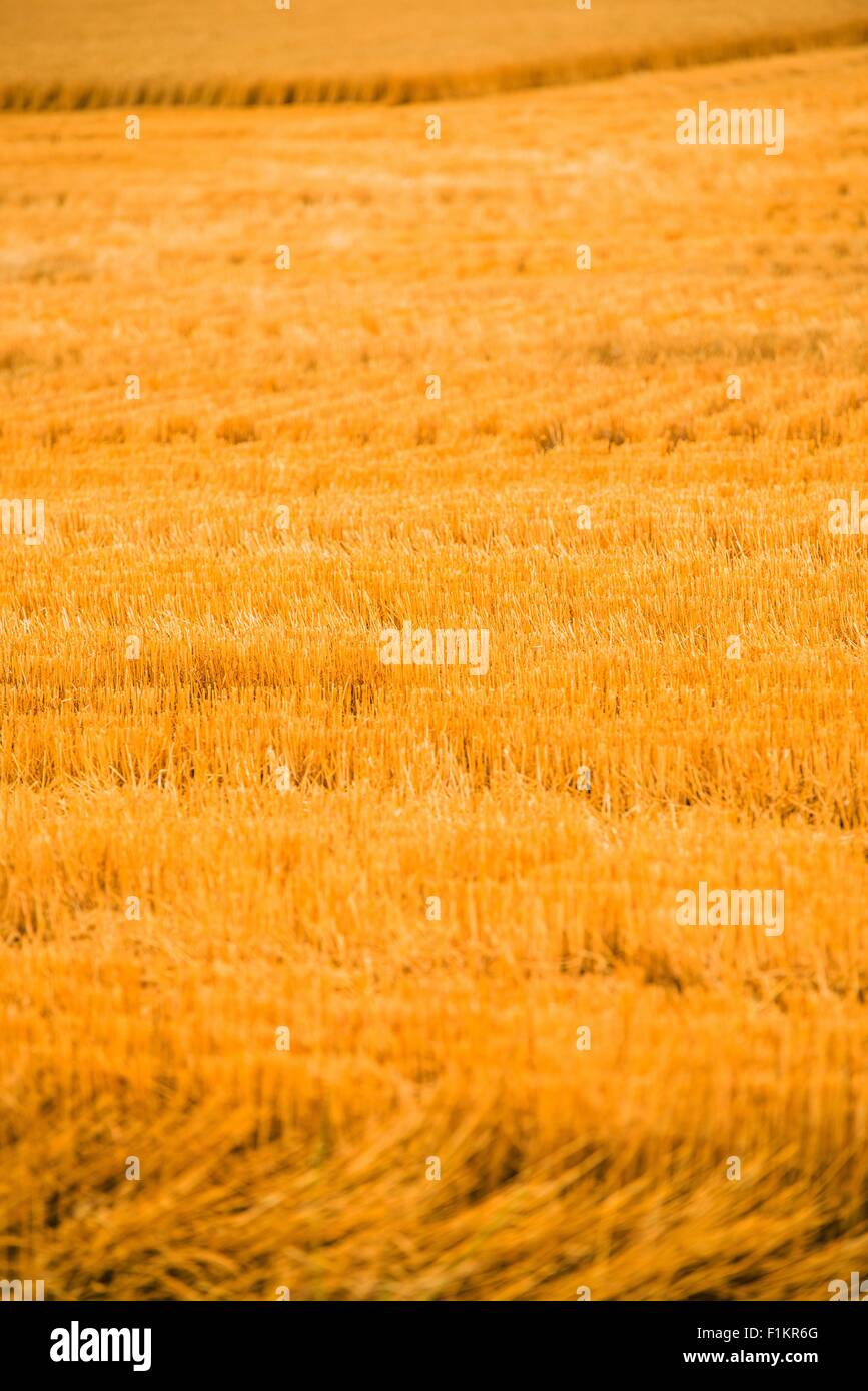 Raccolte Golden Campo di grano in fotografia verticale Foto Stock