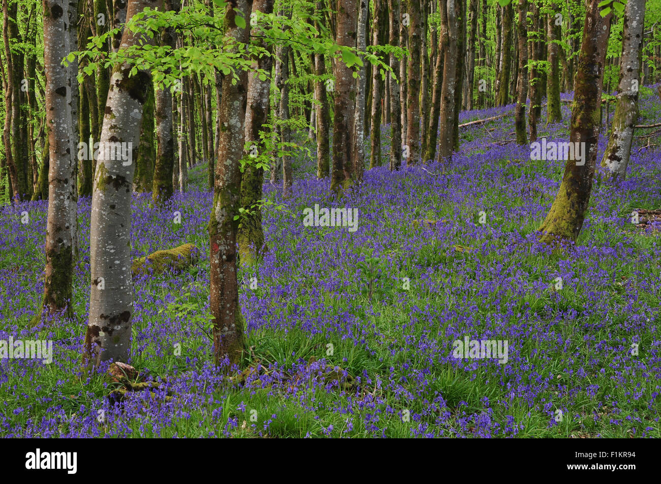 Un tappeto di colore blu in bluebells Hooke Park legno, Dorset Foto Stock