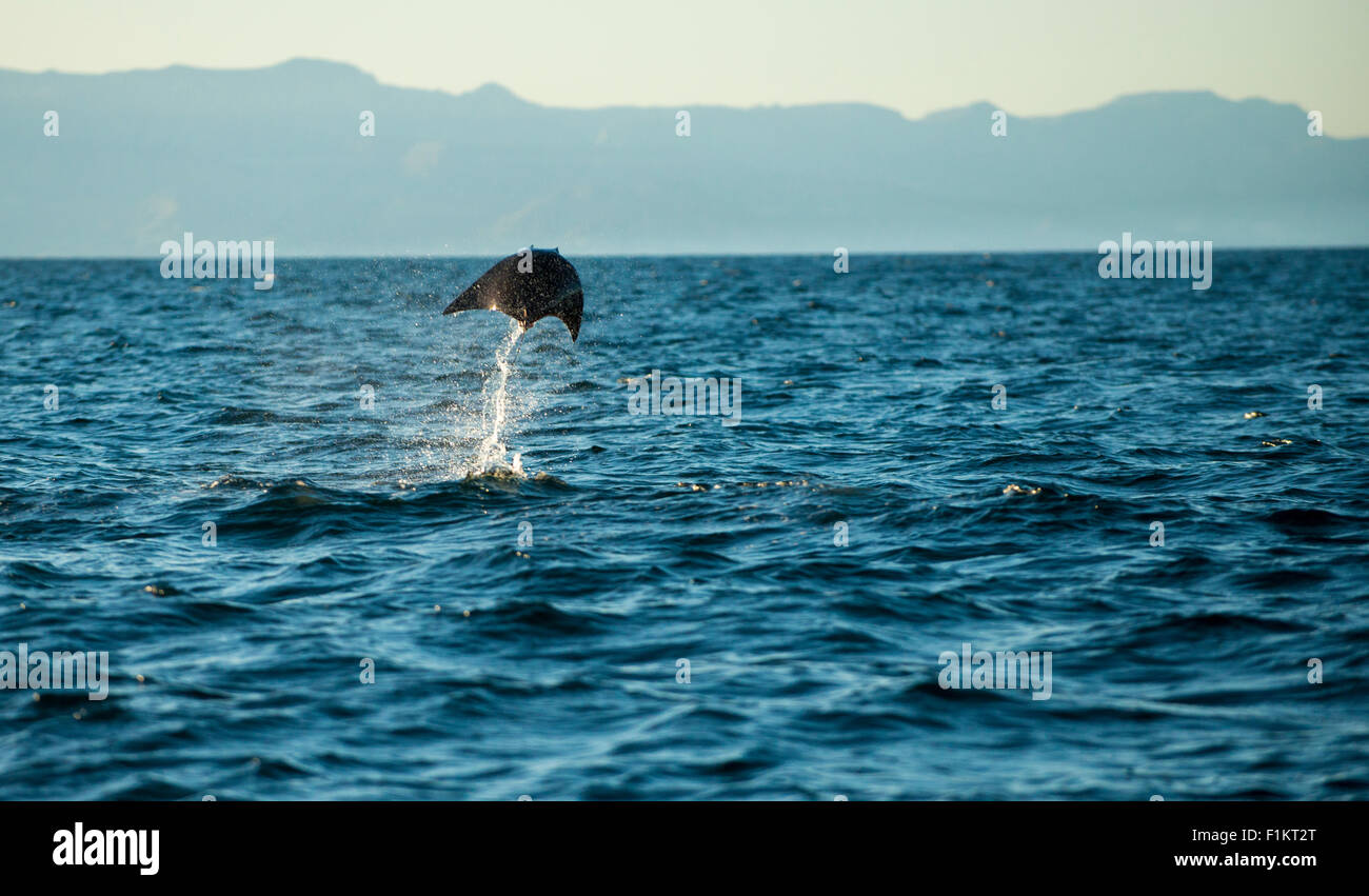 Messico, Baja, Lapaz, Espiritu Santo. Manta ray salta fuori dell'acqua. Foto Stock