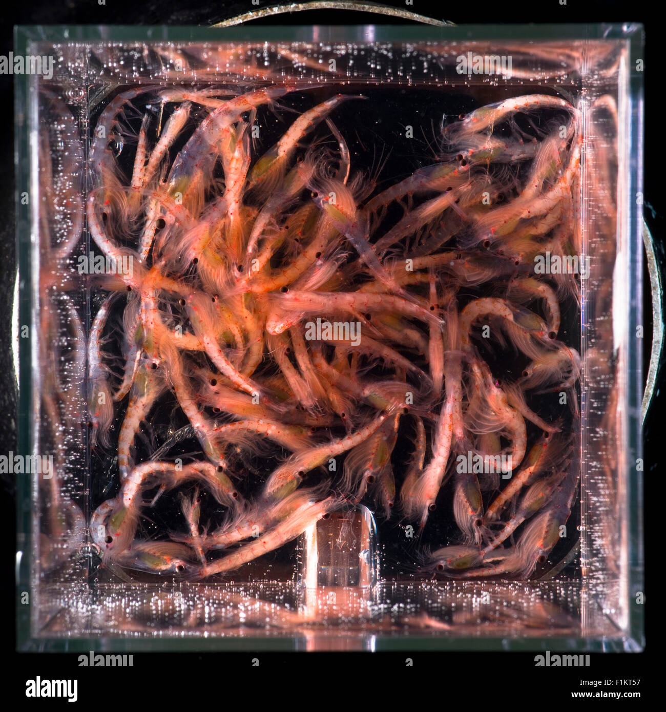 Krill antartico Euphausia superba in Antartide Foto Stock