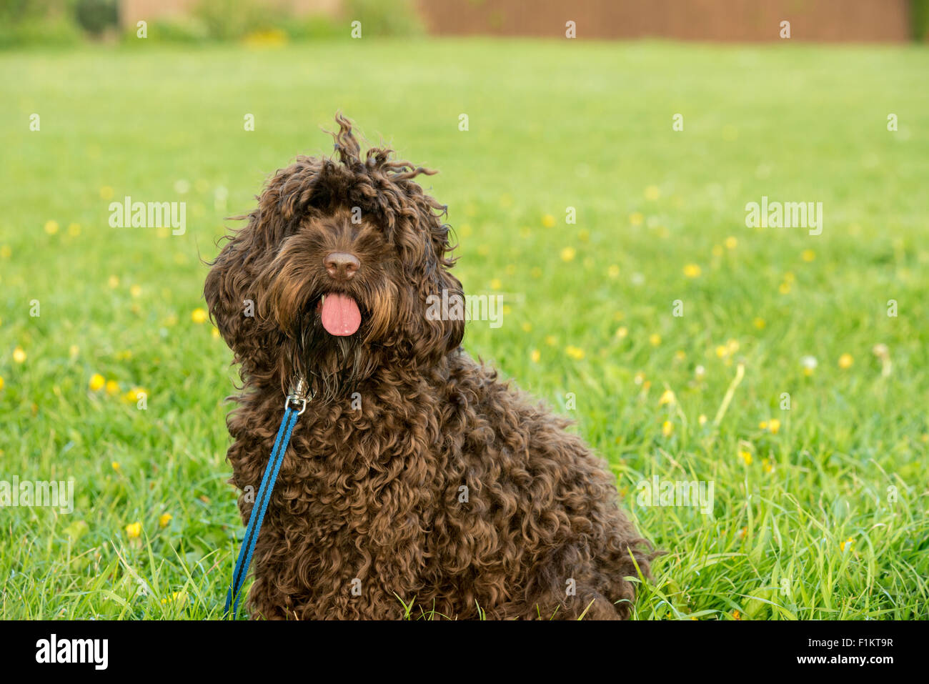 Un cane Cockapoo, vista frontale, closeup REGNO UNITO Foto Stock