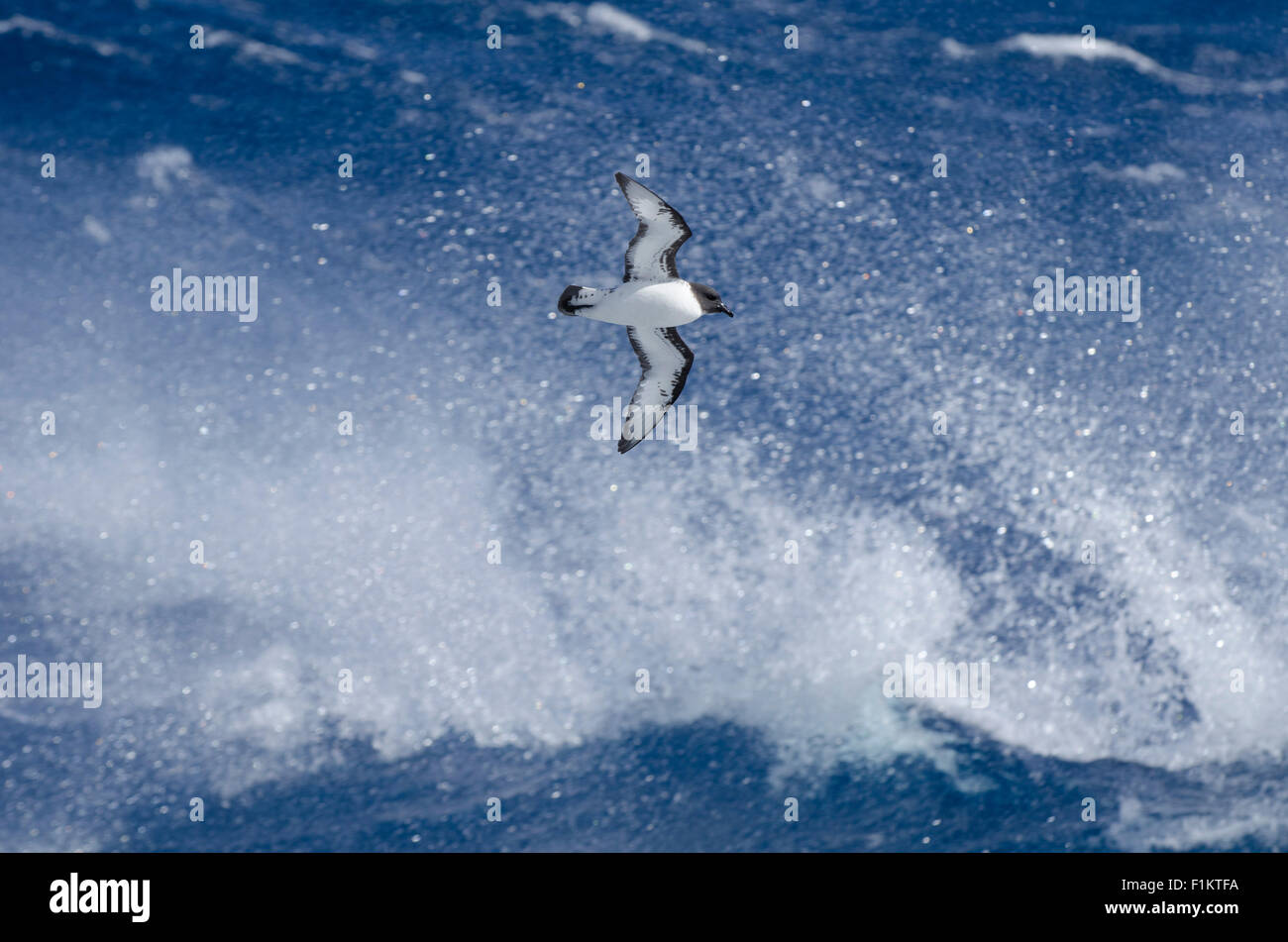 Un capo petrel battenti tra il vento e le onde del passaggio di Drake Antartide Foto Stock