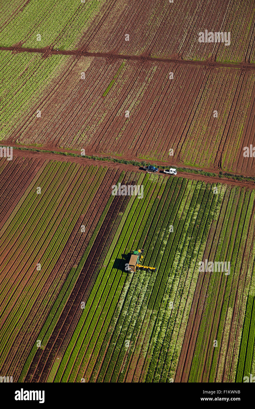 Raccoglitori e il trattore nel giardino del mercato, Bombay Hills, South Auckland, Isola del nord, Nuova Zelanda - aerial Foto Stock