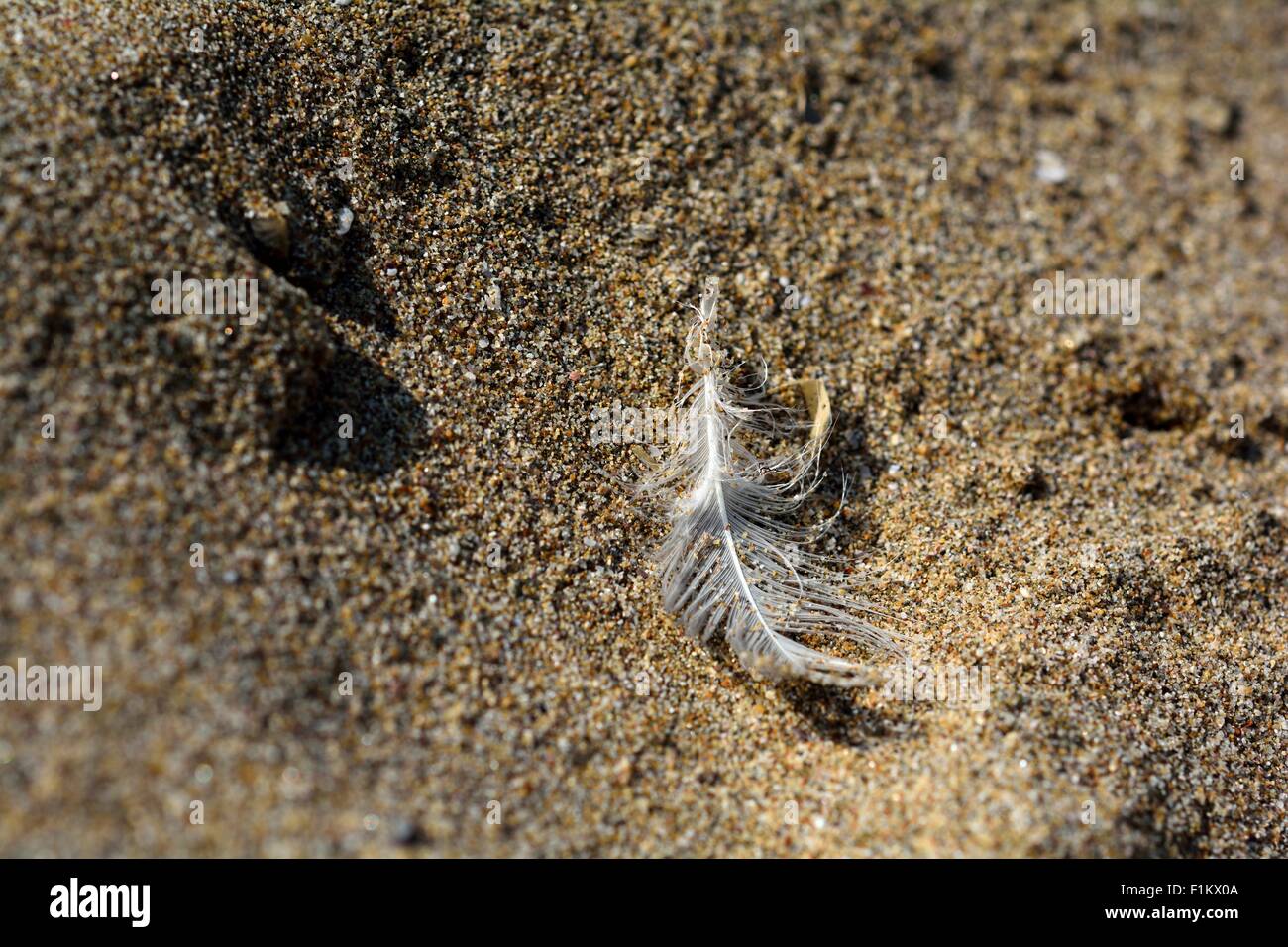 Bianco in piuma di gabbiano sulla spiaggia Foto Stock