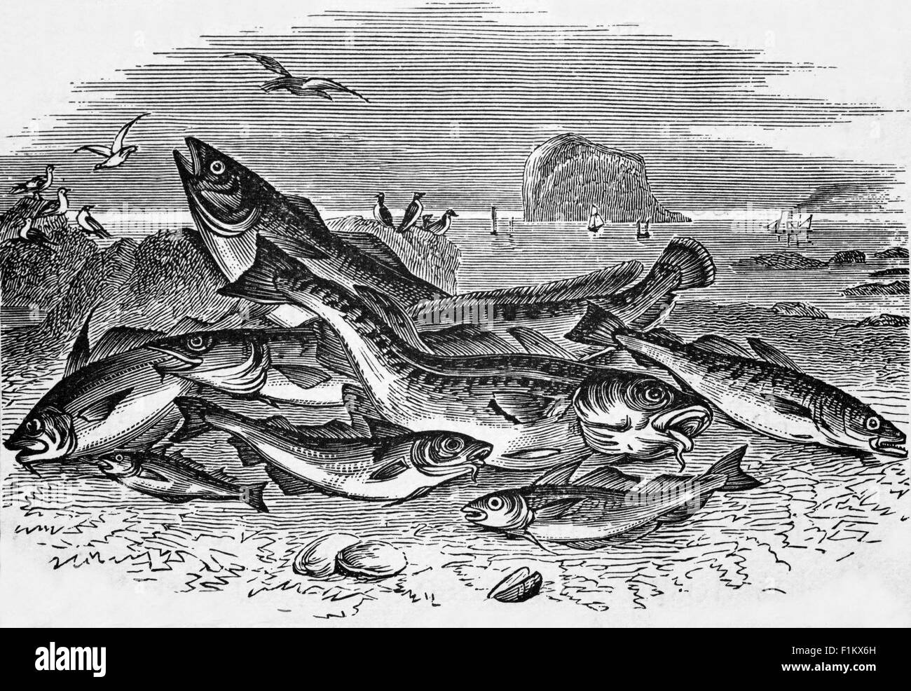 Una cattura di pesce dalle acque di pesca inglesi Foto Stock